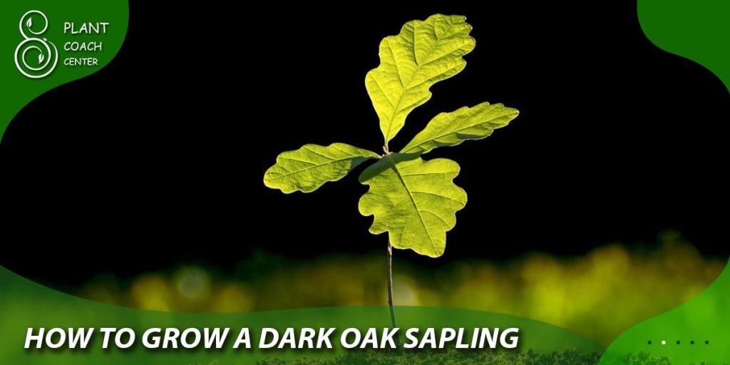 How to grow a dark oak sapling