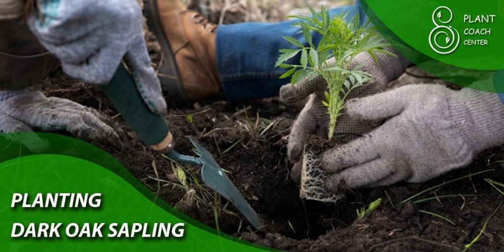 Planting dark oak saplings