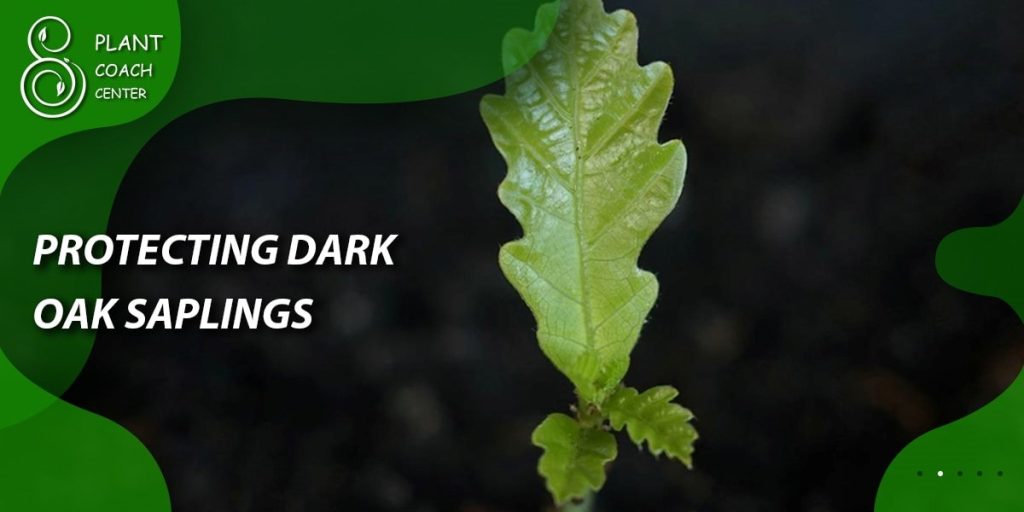 Protecting dark oak sapling