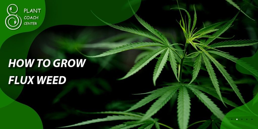 How to grow flux weed