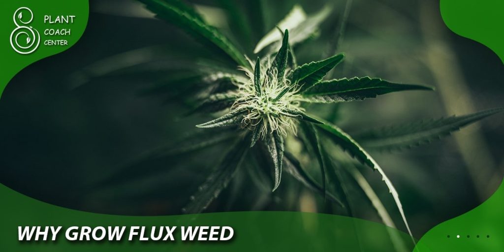 Why Grow Flux Weed?