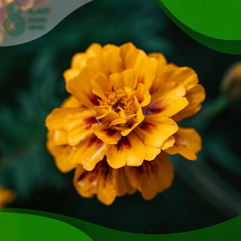 How to Grow Marigold from Dried Flowers