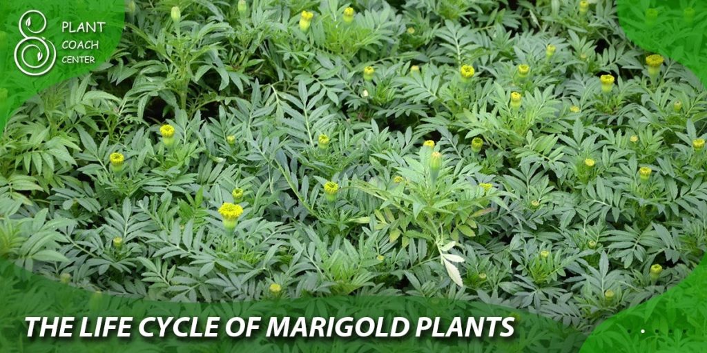  The Life Cycle of Marigold Plants