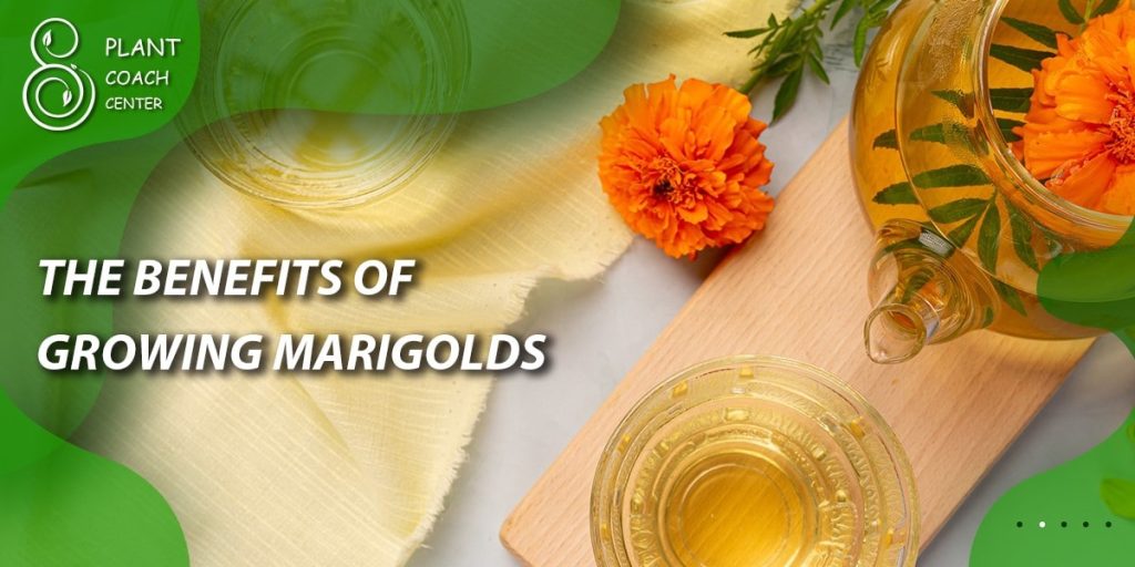  The Benefits of Growing Marigolds
