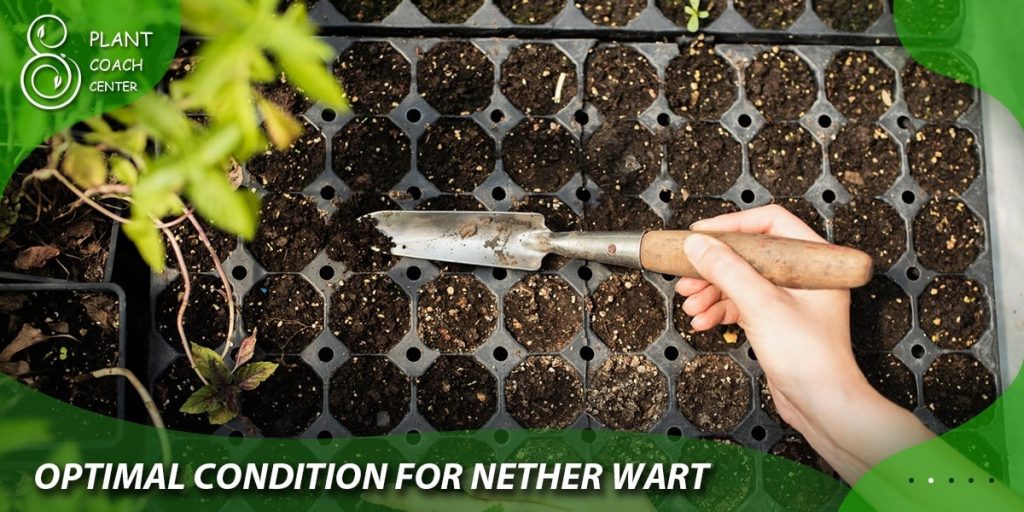 Optimal condition for nether wart