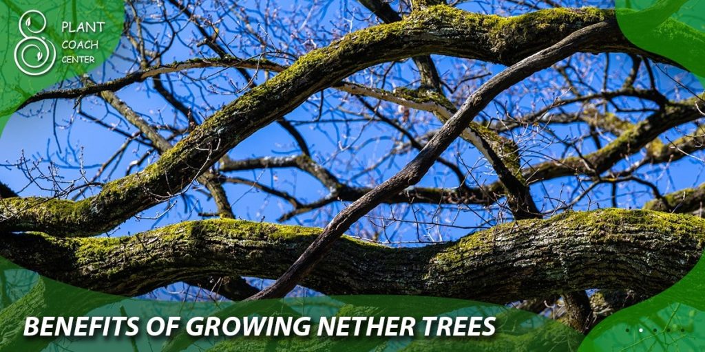 Benefits of growing nether trees