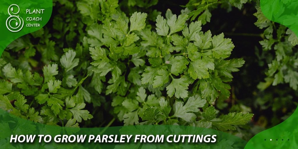 How to Grow Parsley from Cuttings