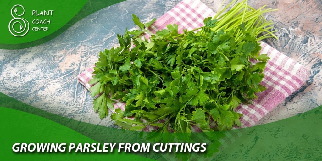 Growing Parsley from Cuttings