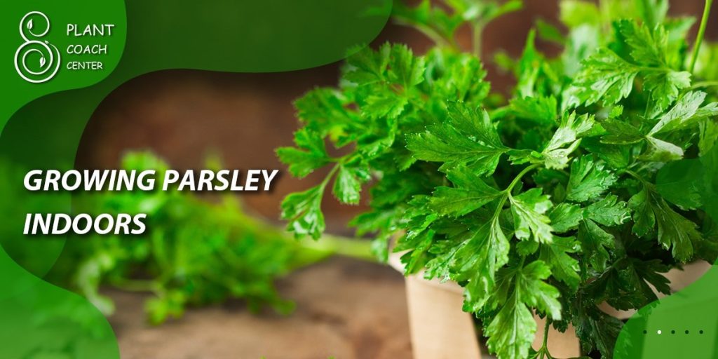 Growing Parsley Indoors 