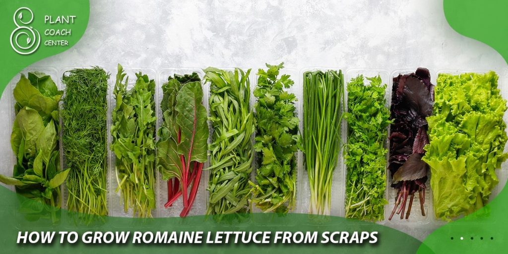 How to Grow Romaine Lettuce from Scraps