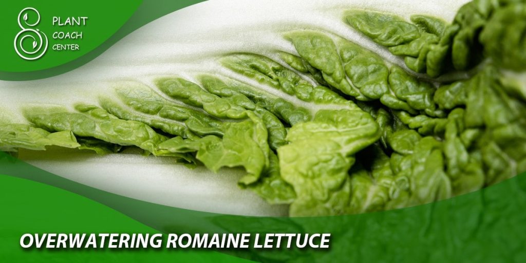 Overwatering Romaine Lettuce