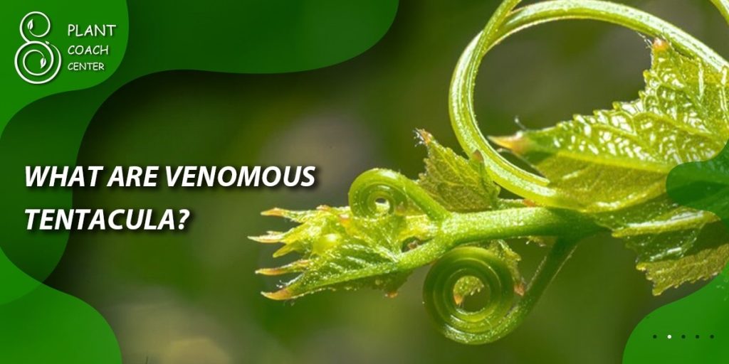  What are Venomous Tentacula?
