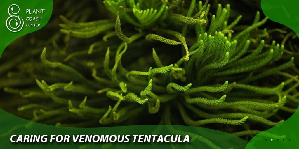 caring for venomous tentacula
