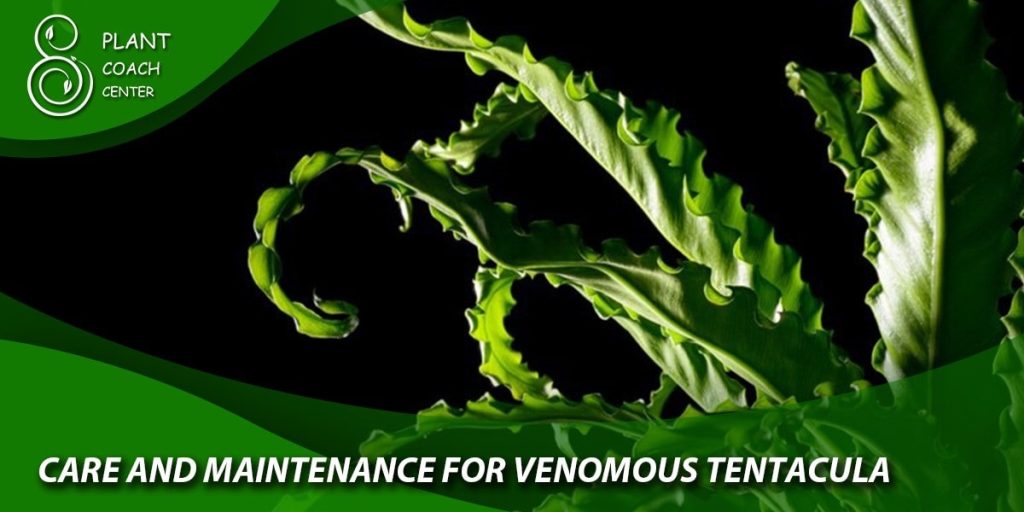Care and Maintenance for Venomous Tentacula