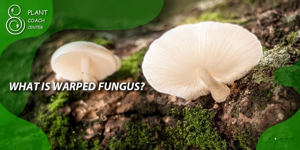 How to Grow Warped Fungus