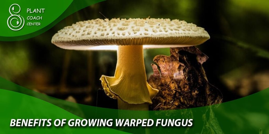 Benefits of Growing Warped Fungus