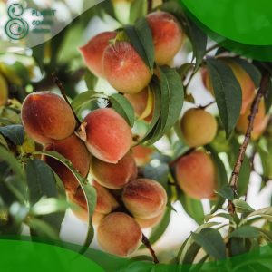 How To Plant A Peach Pit