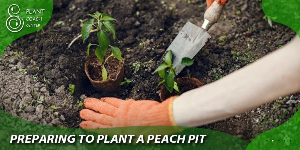 Preparing to Plant a Peach Pit