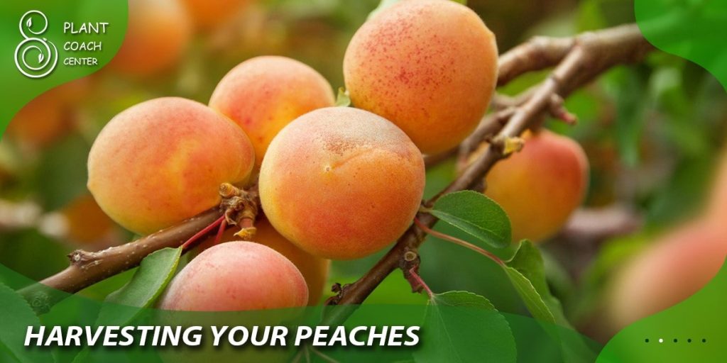  Harvesting Your Peaches