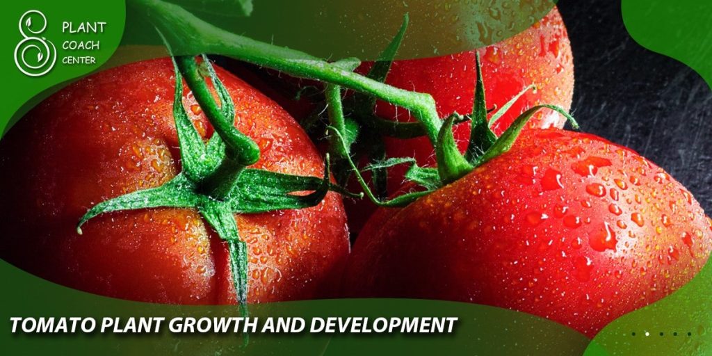 Tomato Plant Growth and Development