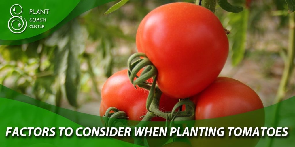 Factors to Consider When Deciding When to Plant Tomatoes Outdoors