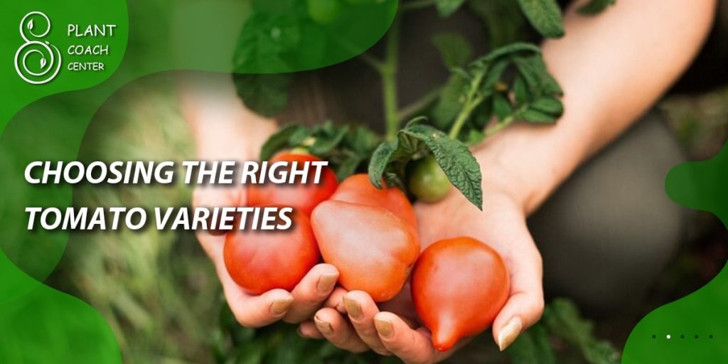 Choosing the Right Tomato Varieties