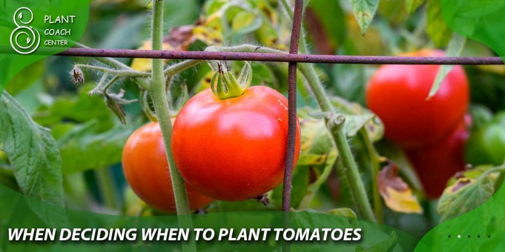 when deciding when to plant Tomatoes