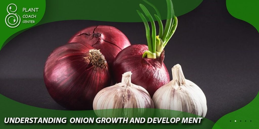 Understanding Onion Growth and Development