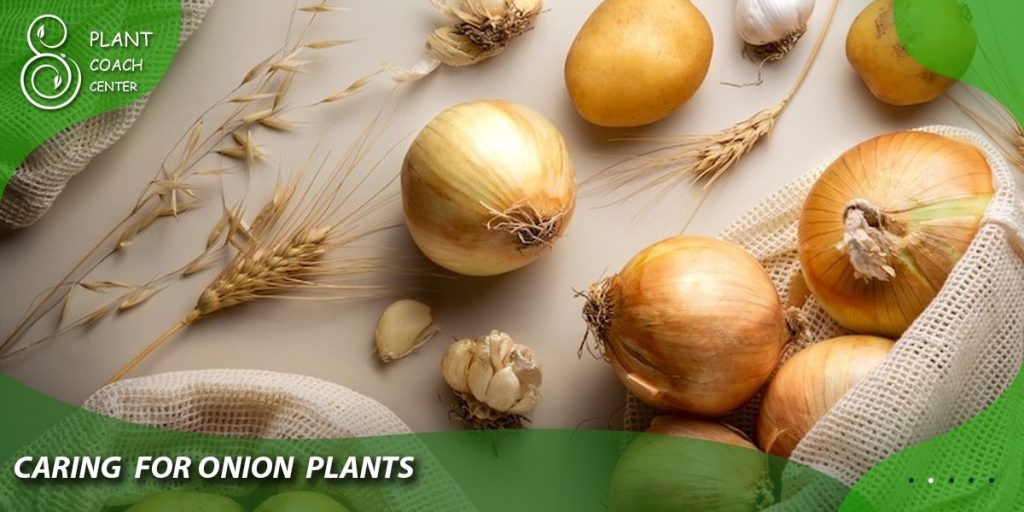 Caring for Onion Plants