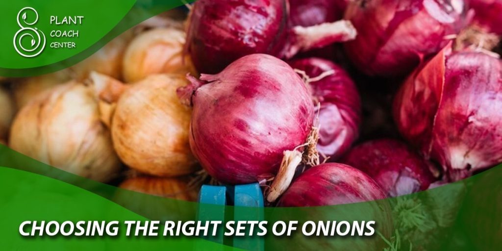 choosing the right sets of onions
