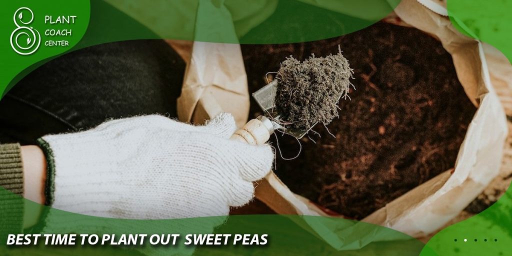 best time to plant out sweet peas