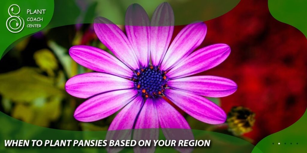 When to plant pansies based on your region