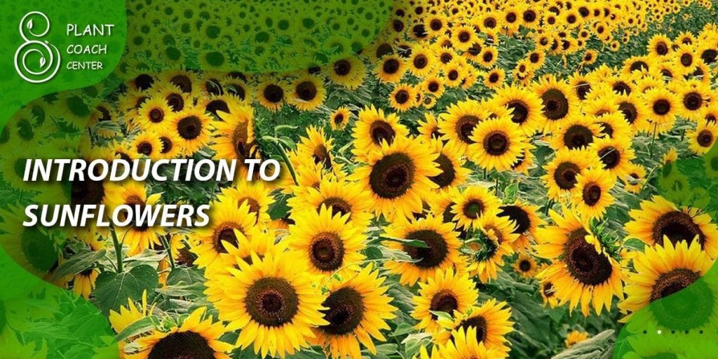  Introduction to Sunflowers