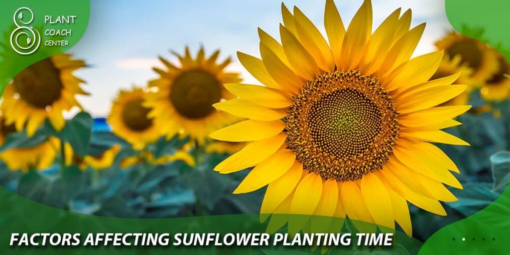 Factors Affecting Sunflower Planting Time