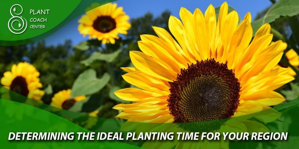 Determining the Ideal Planting Time for Your Region