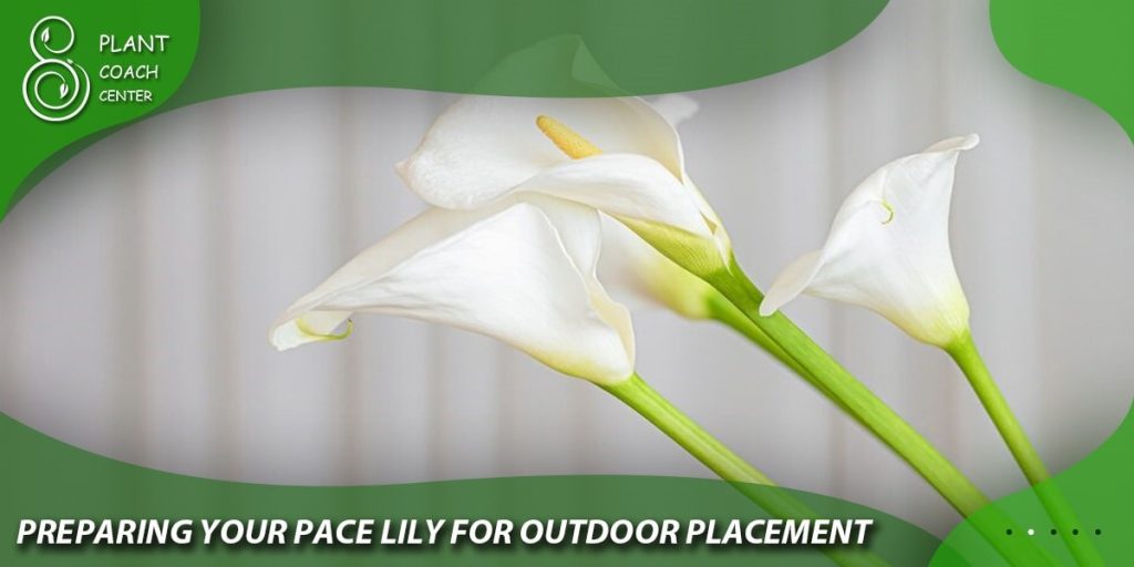 Preparing Your Peace Lily for Outdoor Placement