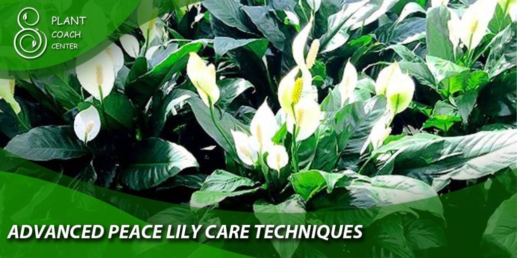 Advanced Peace Lily Care Techniques