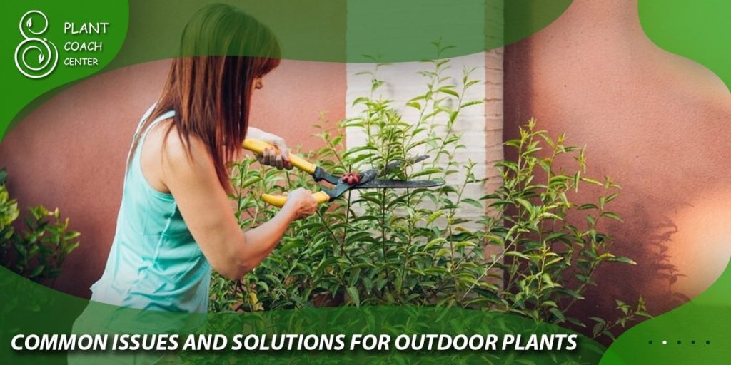 Common Issues and Solutions for Outdoor Plants