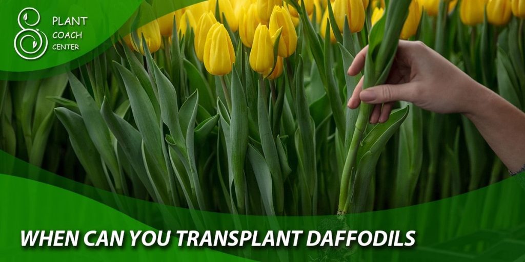 what time of year can you transplant daffodils
