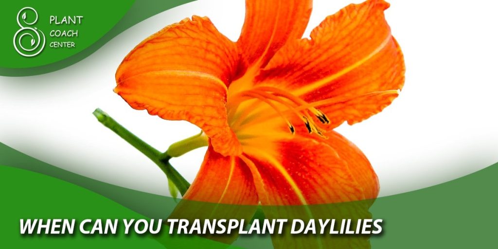 When Can You Transplant Daylilies