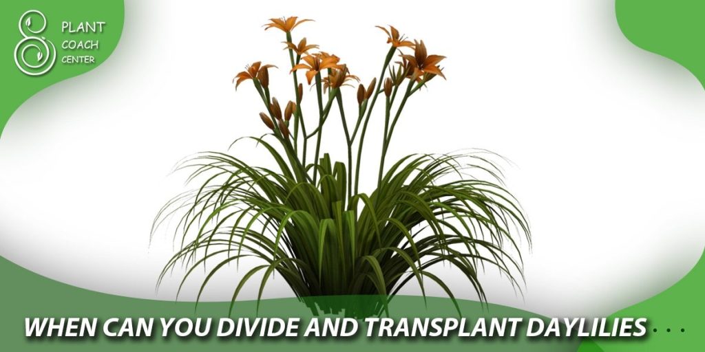when can you divide and transplant daylilies