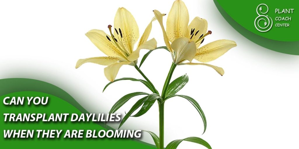 can you transplant daylilies when they are blooming