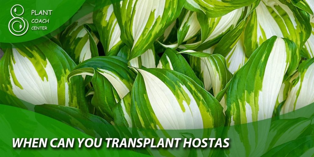 When Can You Transplant Hostas?