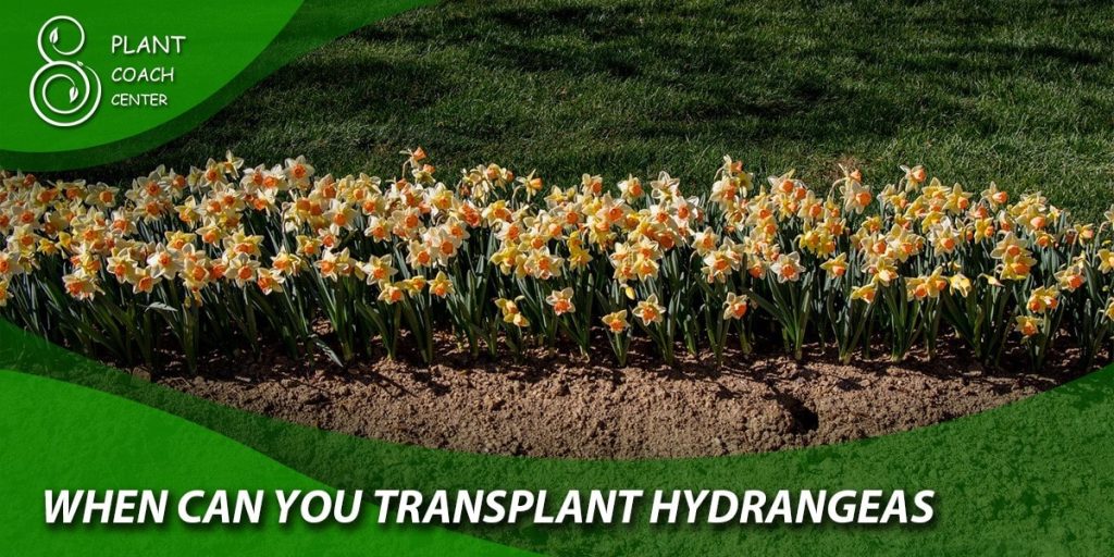 When Can You Transplant Hydrangeas?