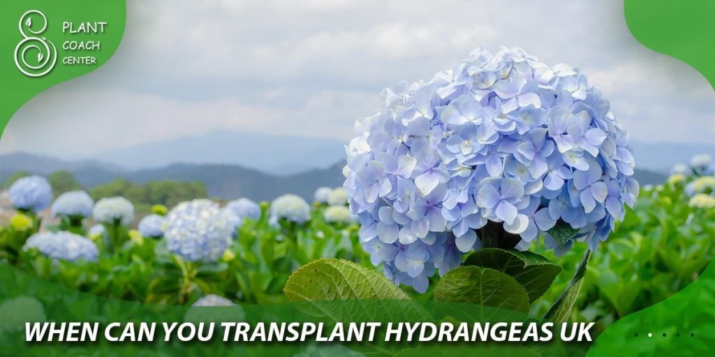 When Can You Transplant Hydrangeas UK