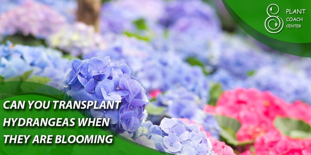 can you transplant hydrangeas when they are blooming