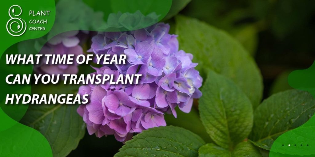 what time of year can you transplant hydrangeas
