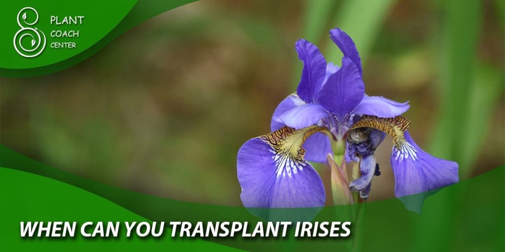 When Can You Transplant Irises