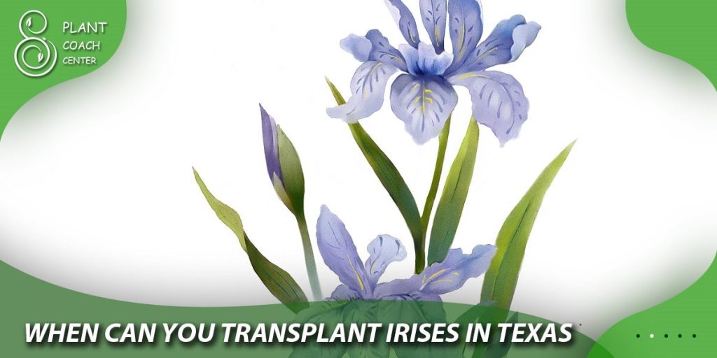 When can you transplant irises in texas