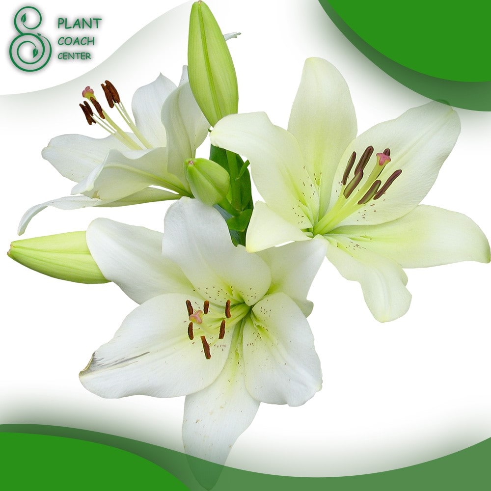 When Can You Transplant Lilies?